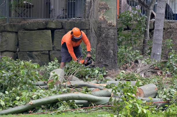 How Our Tree Care Process Works  in  Olton, TX